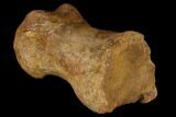 Carcharodontosaurus Phalange (Toe Bone) - Morocco #116845-4